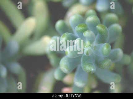 Sedum treleasei piante succulente con pallidi blu verde, spessa e foglie carnose un ramo impianto top view garden crescendo in foglie, lascia occupare parte Foto Stock