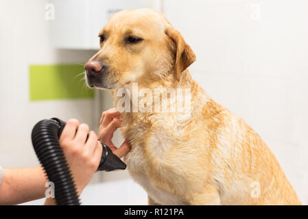 Il Pet groomer essiccamento Labrador Pelliccia di cane con un asciugacapelli professionale Foto Stock