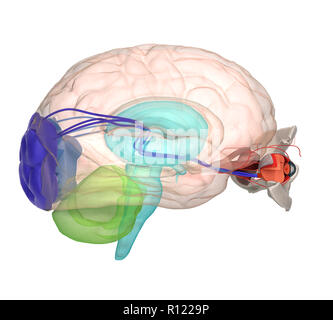 Occhio anatomia e struttura, i muscoli, i nervi e vasi sanguigni degli occhi 3d rendering su bianco Foto Stock