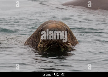 Un maschio di tricheco (Odobenus rosmarus) nuota off shore di Poolepynten, Prins Karls Forlí e Isole Svalbard (Spitsbergen) Foto Stock