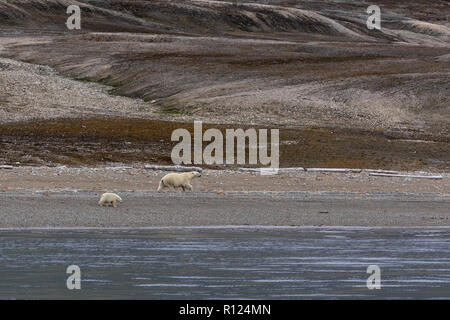 Orso polare madre e cub camminando lungo il litorale di Oscar II terreni vicino a Ny Ålesund, isole Svalbard (Spitsbergen) Foto Stock