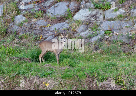 Capriolo con corna di saltare sul prato di roccia Foto Stock