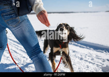 Saluki, Levriero Persiano giocando con il proprietario in winter park. Foto Stock