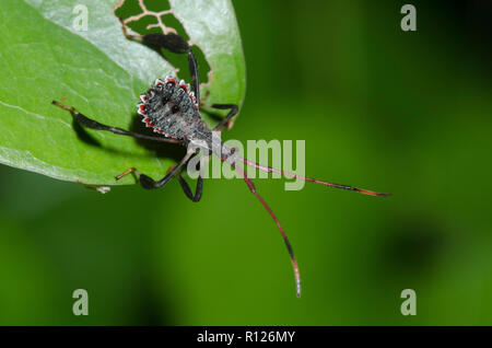 Foglia-footed Bug, Acanthocephala sp., ninfa Foto Stock
