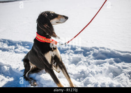 Saluki, Levriero Persiano in winter park. Ritratto di bella dai capelli scuri del cane di razza Greyhound a soleggiata giornata invernale Foto Stock