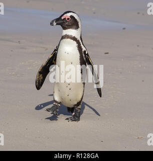 Pinguino africano Foto Stock