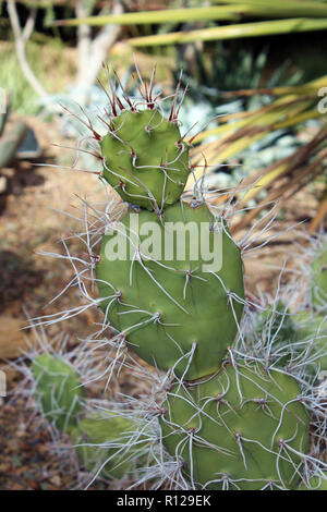 Un piccolo Ficodindia cactus, che assomiglia a un pupazzo di neve, con lunga curva dorsali, nel deserto dell'Arizona, Stati Uniti d'America Foto Stock