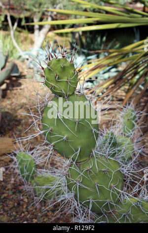 Un piccolo Ficodindia cactus, che assomiglia a un pupazzo di neve, con lunga curva dorsali, nel deserto dell'Arizona, Stati Uniti d'America Foto Stock