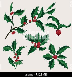 Holly clip-art vettoriali set di 5 impianto di Natale con berry, illustrazione di vacanza Illustrazione Vettoriale
