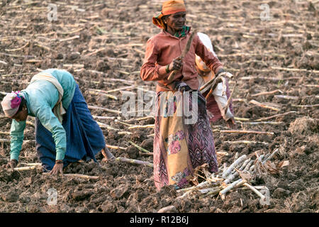 Una vista del coltivatore di donne che lavorano in agricoltura in terra Anegundi,Koppal District,Karnataka, India su13th ottobre 2018 Foto Stock