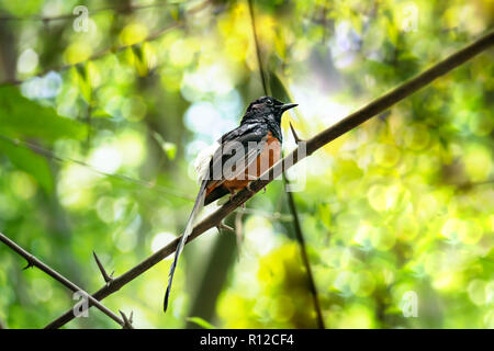 Bianco-rumped shama su un ramo in natura verde Foto Stock