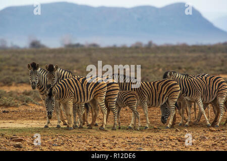 Zebre (Equus quagga), Sutherland, Northern Cape, Sud Africa Foto Stock