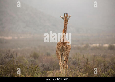 Giraffe (Giraffa camelopardalis), Touws River, Western Cape, Sud Africa Foto Stock