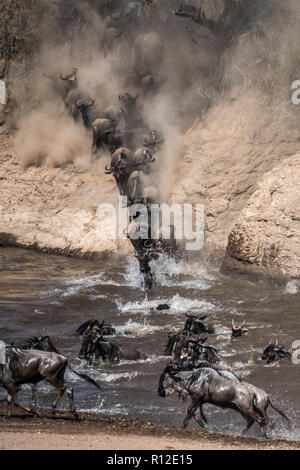 Gnu sulla migrazione annuale il lancio di fronte fiume di Mara, Kenya meridionale Foto Stock