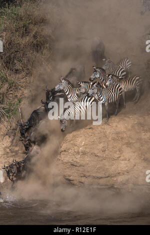 Gnu e zebra sulla migrazione annuale il lancio di fronte fiume di Mara, Kenya meridionale