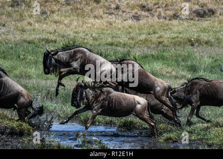Gnu sulla migrazione annuale il lancio di fronte fiume di Mara, Kenya meridionale Foto Stock