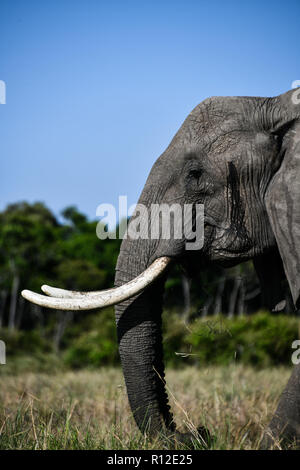 Elefante di Masai Mara, Kenya Foto Stock