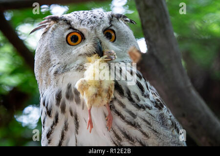 Siberian Gufo Reale con la preda nel becco. Bubo bubo sibiricus, il gufo più grande al mondo. Foto Stock