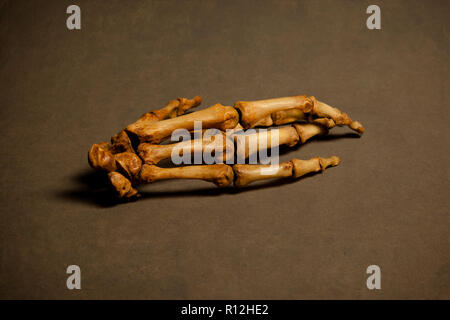Lo scheletro della mano Foto Stock