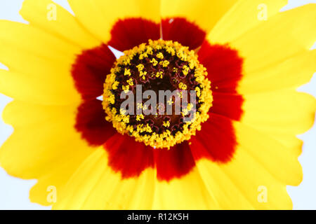 Golden tickseed o pianure coreopsis (Coreopsis tinctoria) giallo rosso arancione fioritura di fiori selvaggi durante la primavera e l'estate extreme closeup foto macro Foto Stock