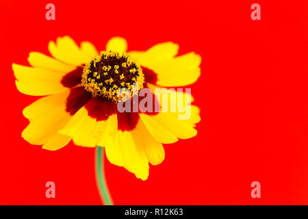 Giallo rosso arancio fiori selvatici pianure coreopsis, giardino golden tickseed (Coreopsis tinctoria) durante la primavera e l'estate closeup foto macro isolati su Foto Stock