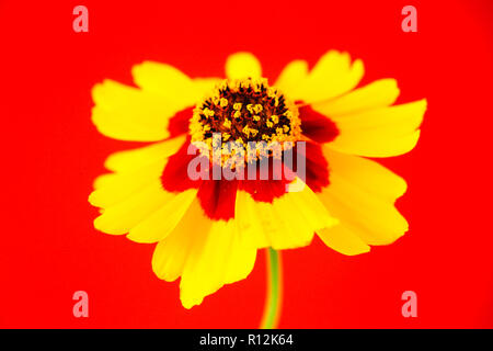 Giallo rosso arancio fiori selvatici pianure coreopsis, giardino golden tickseed (Coreopsis tinctoria) durante la primavera e l'estate closeup foto macro isolati su Foto Stock