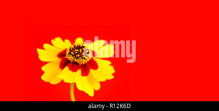 Giallo rosso arancio fiori selvatici pianure coreopsis, giardino golden tickseed (Coreopsis tinctoria) durante la primavera e l'estate closeup foto macro isolati su Foto Stock