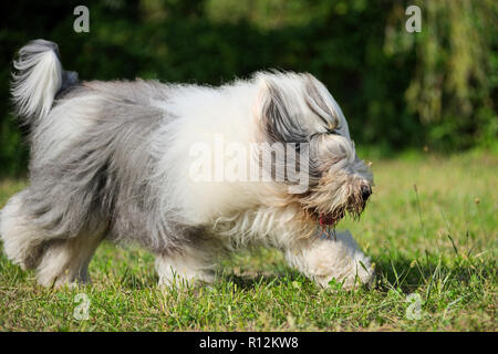 Old English Sheepdog in esecuzione, vista di profilo Foto Stock