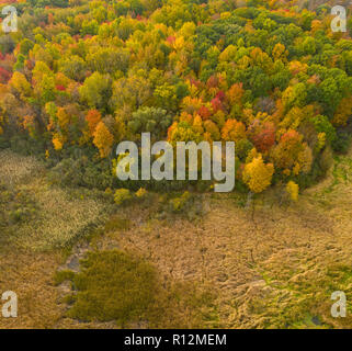 Sterling Heights Nature Preserve forest - wetland confine in autunno, Michigan, Stati Uniti d'America Foto Stock