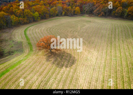 Mogshade fornito da Kensington Oak Aerial, Milford, Michigan, USA Foto Stock