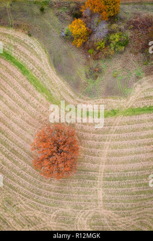 In autunno le linee di quercia, Milford, Michigan Foto Stock