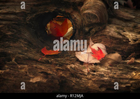 Autunno foglie di acero e log detail, Nord del bacino Shiawasse preservare, Michigan Foto Stock