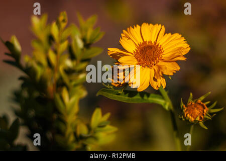 Colorato floreale outdoor immagine macro di un fiore giallo falso heliopsis semi di girasole Semi di girasole naturale su sfondo sfocato presi su un soleggiato luminoso somma Foto Stock