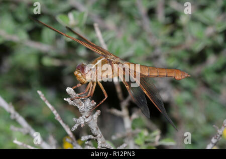 Fiamma, Skimmer Libellula saturata, femmina Foto Stock