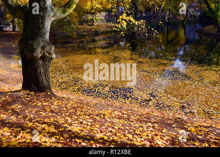 08 novembre 2018, Renania settentrionale-Vestfalia, Düsseldorf: Giallo autunno lascia giacere in una giornata di sole sulla spiaggia e sull'acqua del 'Spee'scher Graben' nel quartiere Carlstadt. Foto: Horst Ossinger/dpa Foto Stock