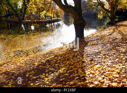 08 novembre 2018, Renania settentrionale-Vestfalia, Düsseldorf: Giallo Foglie di autunno giacciono in luce posteriore con il sole sulla spiaggia e sull'acqua del 'Spee'scher Graben' nel quartiere Carlstadt. Foto: Horst Ossinger/dpa Foto Stock