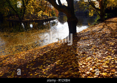 08 novembre 2018, Renania settentrionale-Vestfalia, Düsseldorf: Giallo Foglie di autunno giacciono in luce posteriore con il sole sulla spiaggia e sull'acqua del 'Spee'scher Graben' nel quartiere Carlstadt. Foto: Horst Ossinger/dpa Foto Stock