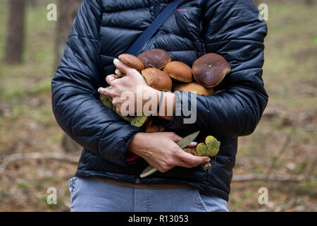 Sierakow, Polonia. 08 Nov 2018. Una grande crescita di funghi selvatici in foreste polacche. Molto calde notti circa 10 gradi celsius e alta umidità in novembre. Tutto questo significa che nei boschi per circa 2 ore è possibile raccogliere 20 kg di funghi. Credito: Slawomir Kowalewski/Alamy Live News Foto Stock