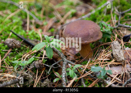 Sierakow, Polonia. 08 Nov 2018. Una grande crescita di funghi selvatici in foreste polacche. Molto calde notti circa 10 gradi celsius e alta umidità in novembre. Tutto questo significa che nei boschi per circa 2 ore è possibile raccogliere 20 kg di funghi. Credito: Slawomir Kowalewski/Alamy Live News Foto Stock