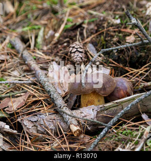 Sierakow, Polonia. 08 Nov 2018. Una grande crescita di funghi selvatici in foreste polacche. Molto calde notti circa 10 gradi celsius e alta umidità in novembre. Tutto questo significa che nei boschi per circa 2 ore è possibile raccogliere 20 kg di funghi. Credito: Slawomir Kowalewski/Alamy Live News Foto Stock