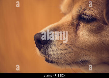 Immagine ravvicinata del naso del cane, cane naso e viso con sfondo marrone, animale animali domestici Foto Stock
