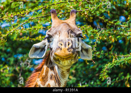 La giraffa nel Parco Nazionale di Tarangire e, Tanzania. Foto Stock