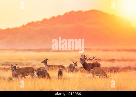 Allevamento di cervi cervus elaphus solchi e ruggente durante il tramonto, solchi durante la stagione di accoppiamento su un paesaggio di colline, campi e un bellissimo sun Foto Stock