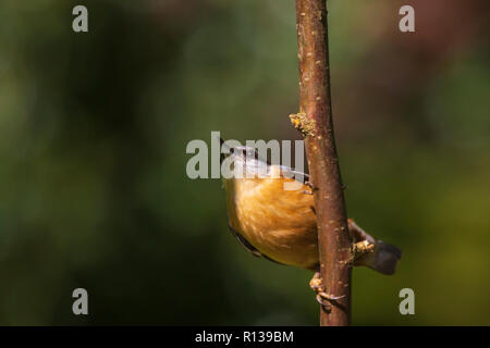 Primo piano di una Eurasian picchio muratore o legno picchio muratore uccello (Sitta europaea) appollaiato su un ramo, rovistando in una foresta. Messa a fuoco selettiva è utilizzata, backgro scuro Foto Stock