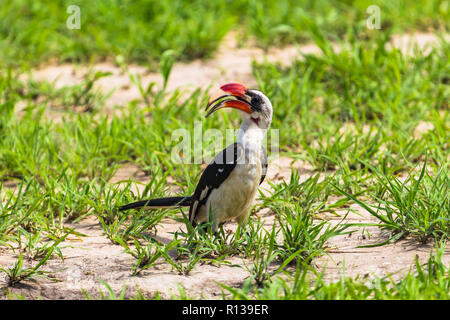 Rosso tanzaniano fatturati hornbill. Parco Nazionale di Tarangire e, Tanzania Foto Stock