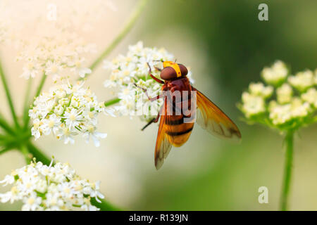 Volucella zonaria, il Hornet mimare hoverfly, alimentando il nettare dai fiori bianchi Foto Stock