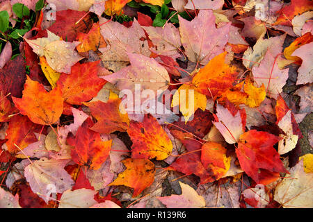 Un vicino yp immagine di una coltre di acero colorato le foglie che sono cadute a terra in autunno nel Canada atlantico vicino a Sussex nuovo Bru Foto Stock