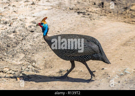 Helmeted faraone. Parco Nazionale di Tarangire e. Tanzania. Foto Stock