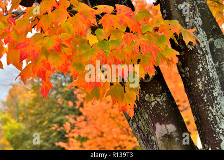 Un cluster di aceri rossi appendere su un ramo di un albero di acero nel Sussex New Brunswick Canada Foto Stock