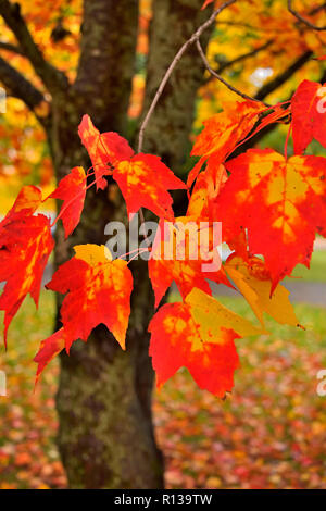 Un cluster di aceri rossi appendere su un ramo di un albero di acero nel Sussex New Brunswick Canada Foto Stock